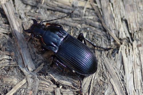 Réf. 188 724 : Abax parallelepipedus